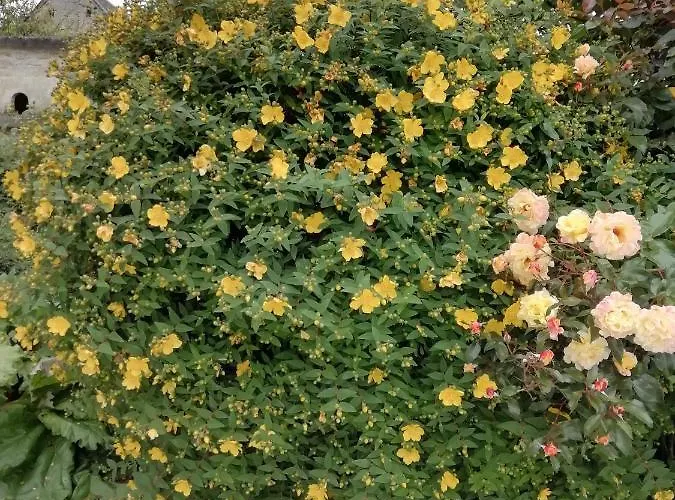 Victoria Tracy-sur-Mer