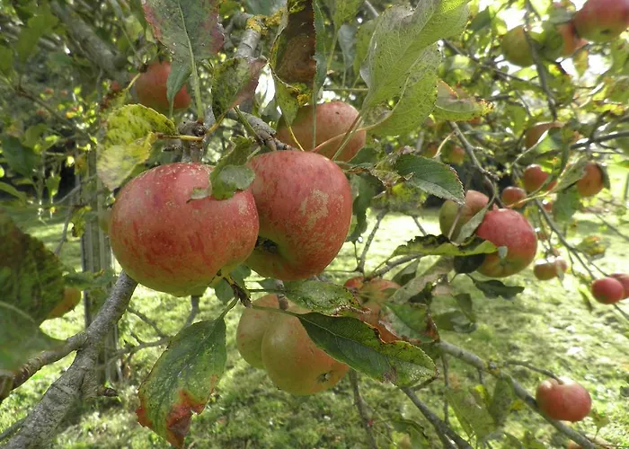 Daire Victoria Tracy-sur-Mer