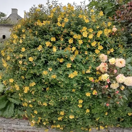 Victoria Tracy-sur-Mer